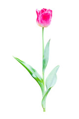 Obraz premium tulip