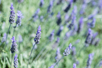 Detail of Lavandula flowering