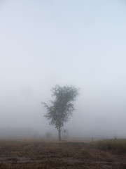 Alone Tree was Covered in Fog