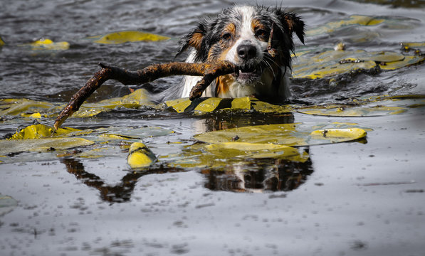 photo de chien (berger australien) qui nage et joue dans l'eau avec un baton