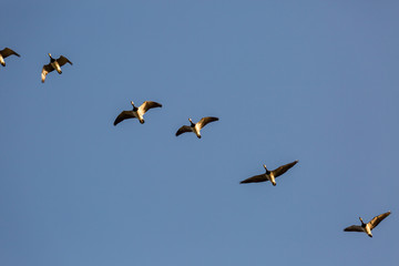 Wild geese in flight photographed from below - Tönning, Germany