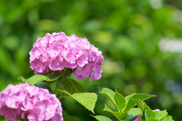 紫陽花の花