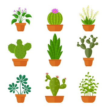 Decorative cactuses with flowers and home plant in pots vector set