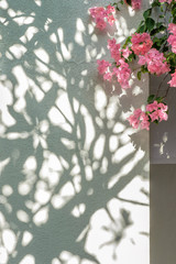 Fantastic shadows on a white wall