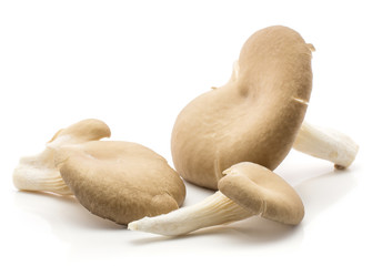 Oyster mushrooms (three Pleurotus ostreatus) isolated on white background raw fresh.