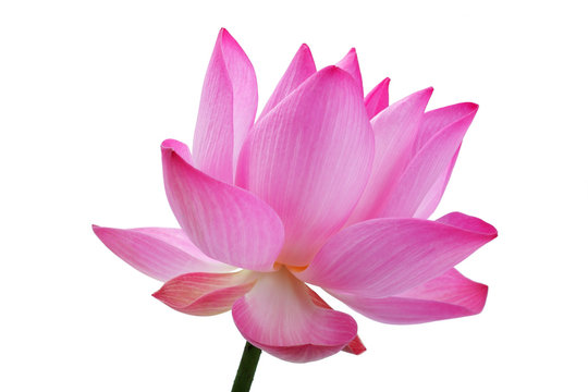 beautiful blooming lotus flower isolated on white background.