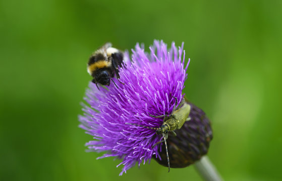 A beetle (Lepturobosca virens) and a bumblebee (Bombus Magnus) are on a plant of thistle (Carduus). The insects are sitting on the blossomed field plant.