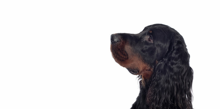 gordon setter dog on white background
