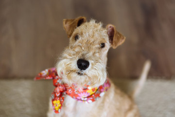 Lakeland terrier dog in a bright elegant bandana