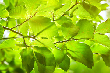 Spring green foliage, backlit by sunlight. Natural background.