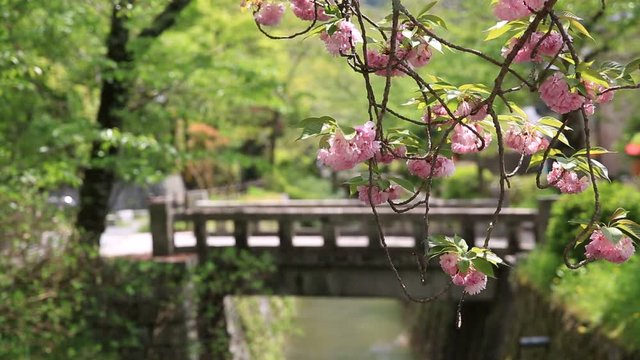 Close up of pink cherry blossom along Philosopher's walk pedestrian path, during Sakura in sping season. Higashiyama district, Kyoto, Japan.
