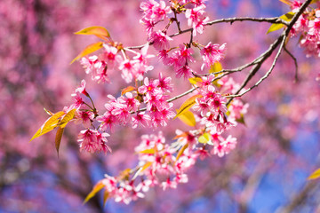 Pink cherry blossom