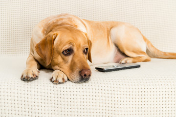 golden retriever dog lying on sofa with tv remote control