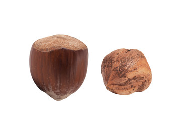 Haselnuss und Haselnusskern freigestellt