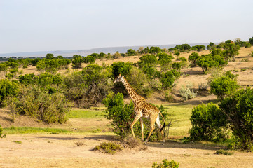 Isolated giraffe near acacia in the park of  mara Kenya