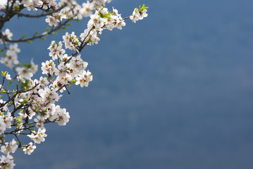 Almond flowers