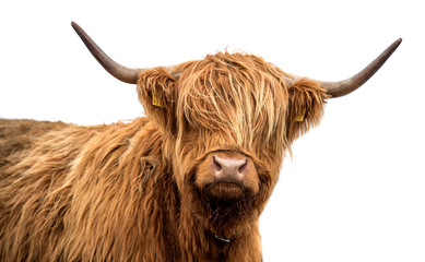 Scottish highland cattle on a white background - obrazy, fototapety, plakaty