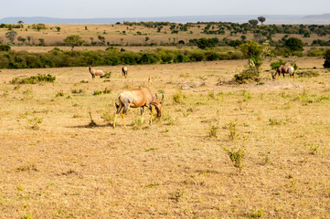 Fototapeta na wymiar Topi grazing in the savannah of Masai Mara Park in Kenya