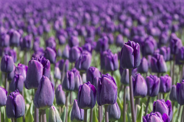 Purple field