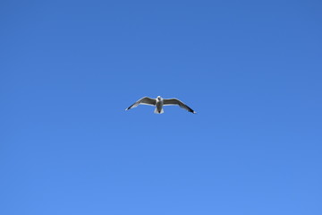 Seagull