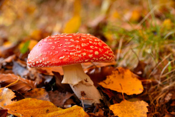 Fly Agaric (Amanita muscaria), poisonous toadstool from Forests