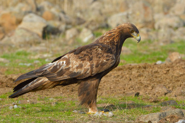 Golden Eagle Sitting on the Ground