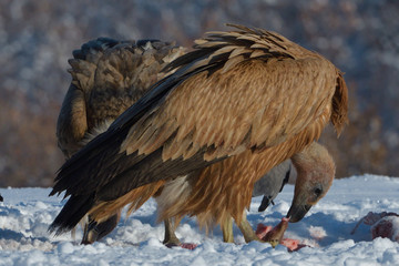 Griffon Vultures Eating in Winter