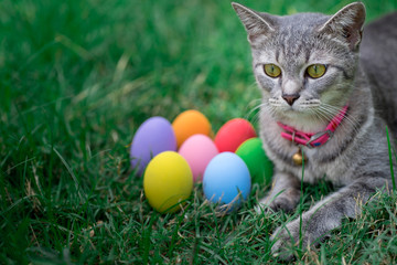 The cat plays with the colorful easter eggs with green grass background in front yard