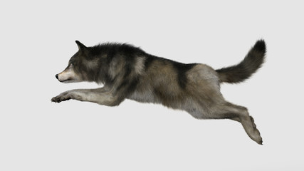 3d Illustration danger wolf animal. Brown and Gray wolf, Canis lupus. Wild dog in the nature.