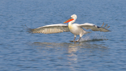 Dalmatian Pelican (Pelecanus crispus)