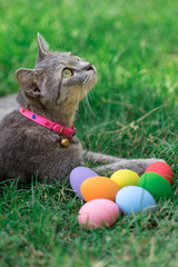 The cat plays with the colorful easter eggs with green grass background in front yard