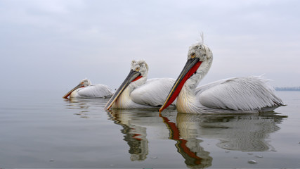 Dalmatian Pelican (Pelecanus crispus)