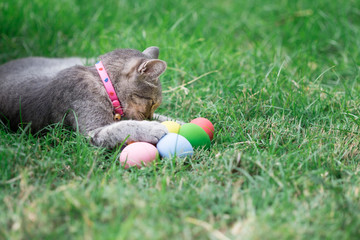 The cat plays with the colorful easter eggs with green grass background in front yard