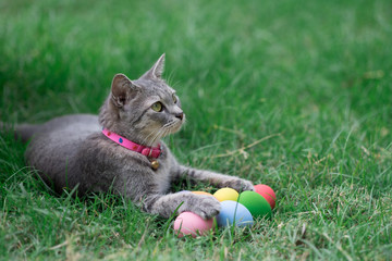 The cat plays with the colorful easter eggs with green grass background in front yard