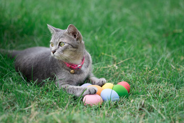 The cat plays with the colorful easter eggs with green grass background in front yard