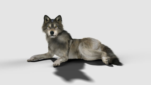 3d Illustration danger wolf animal. Brown and Gray wolf, Canis lupus. Wild dog in the nature.