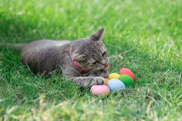 The cat plays with the colorful easter eggs with green grass background in front yard