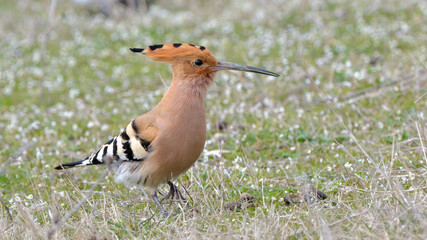 Eurasian hoopoe (Upupa epops) © Iliuta