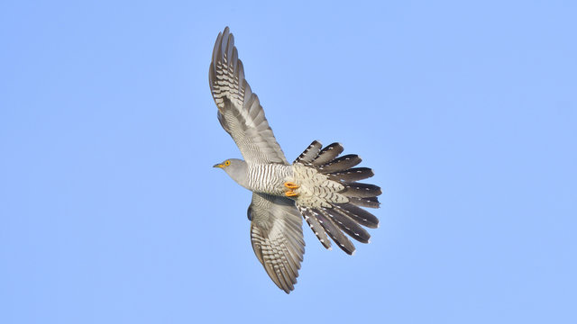 Common cuckoo (Cuculus canorus)