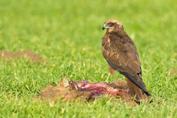 Marsh harrier (Circus aeruginosus)