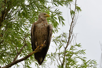 White Tailed Eagle (Haliaeetus albicilla)