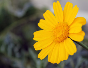 yellow flower