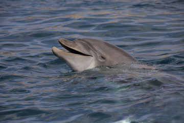 Großer Tümmler (Tursiops truncatus) schaut aus Wasser