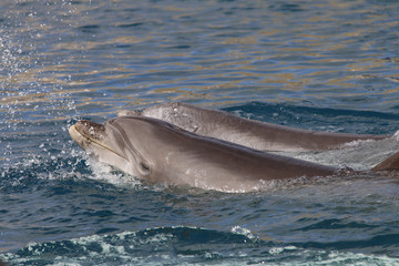 Zwei Große Tümmler (Tursiops truncatus) schwimmen nebeneinander
