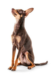 Cute toy terrier on white background