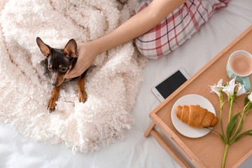 Woman with cute toy terrier on bed indoors
