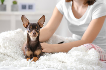Woman with cute toy terrier on bed indoors