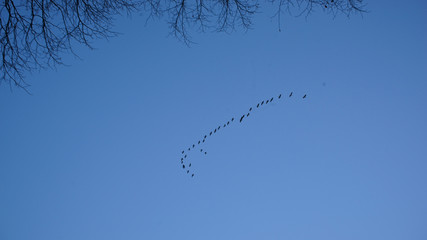 V&ouml;gel am fliegen