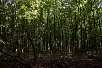 Fototapeta na wymiar Wald