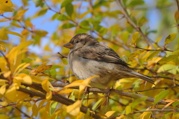 gray round fluffy sparrow sits on a bright yellow bush with spines and basks on the autumn sun